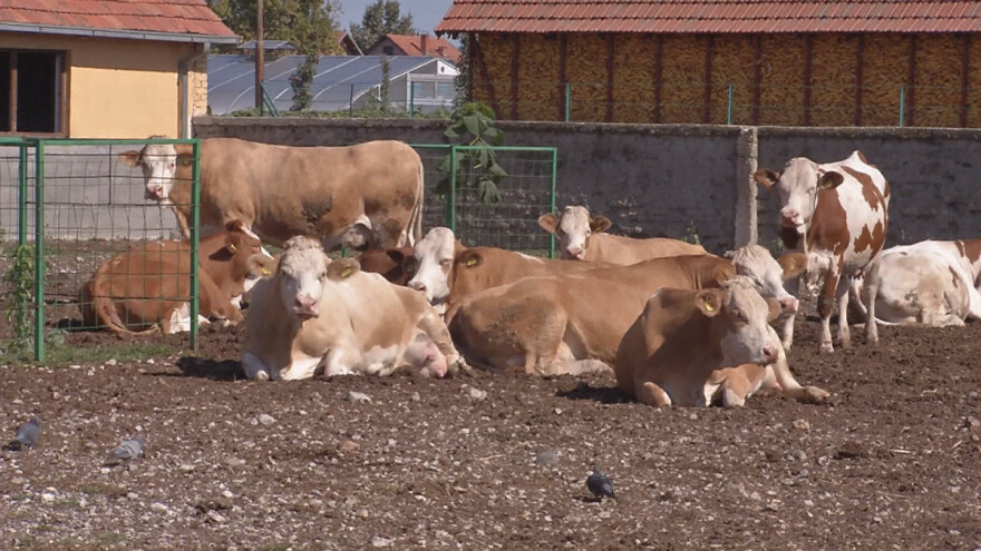 Visoke jesenje temperature loše utiču na domaće životinje