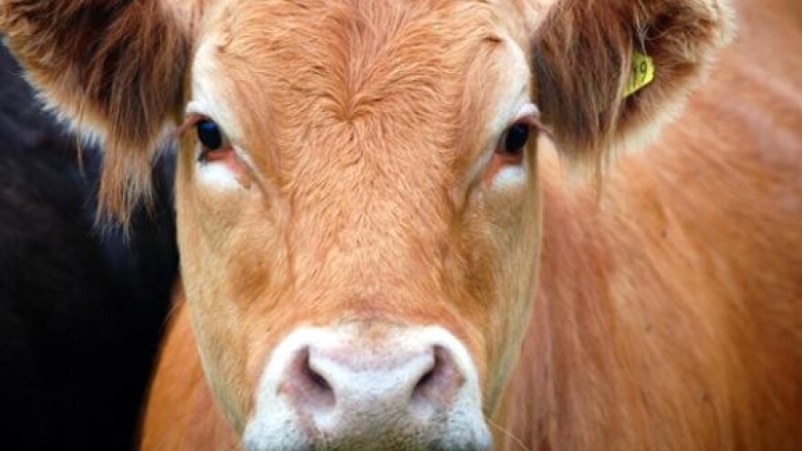 Mljekari zadovoljni?