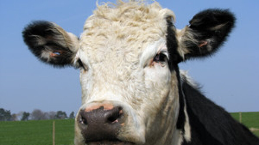 Uspješna proizvodnja mlijeka