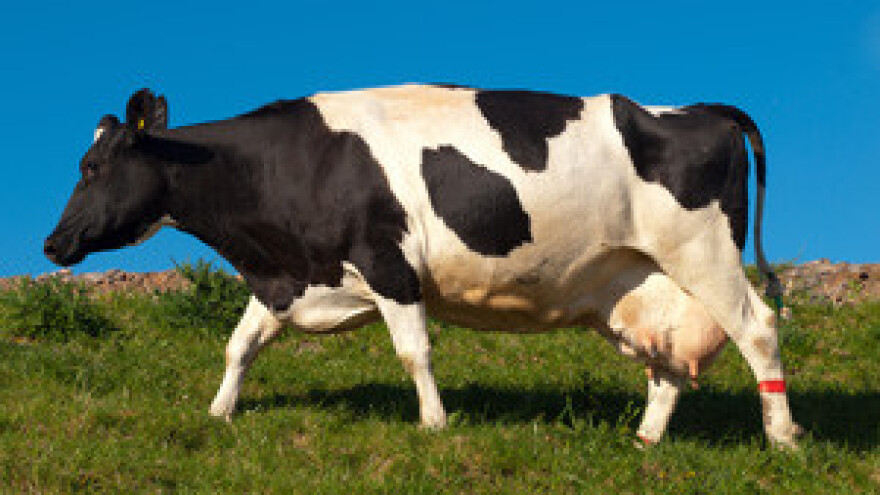 Seminar o proteinima u hranidbi krava