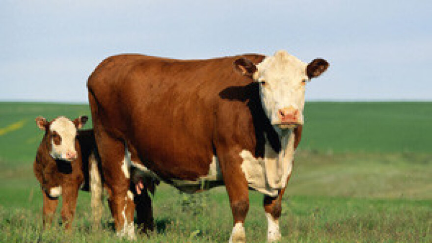 Mjesečno se u Hrvatskoj zatvori oko 500 mliječnih farmi!