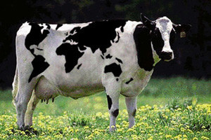 Potpore ipak i za goveda križance