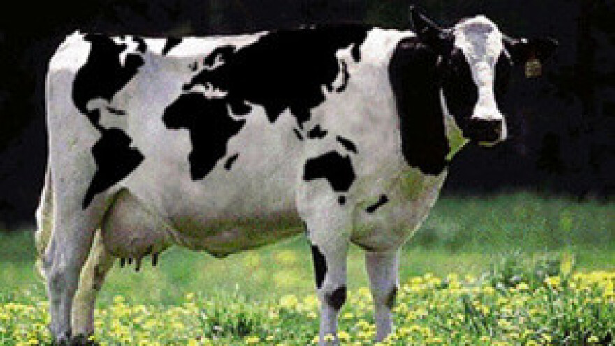 Potpore ipak i za goveda križance