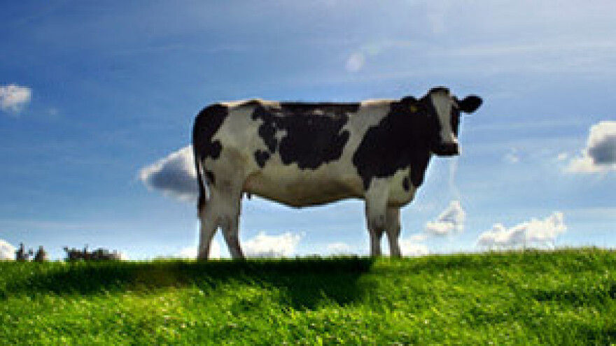 Proizvođači mlijeka od siječnja 2012. bez mjesečnih potpora