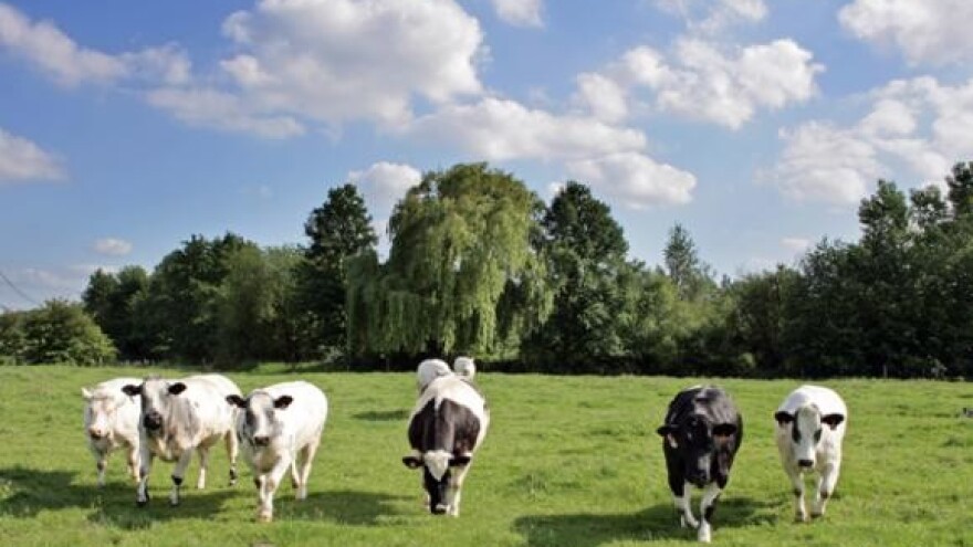 Vlada donijela mjere rješavanja krize mljekara