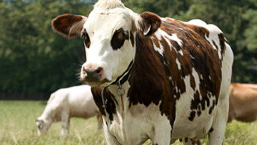 Hrvatska mora uvoziti mlijeko