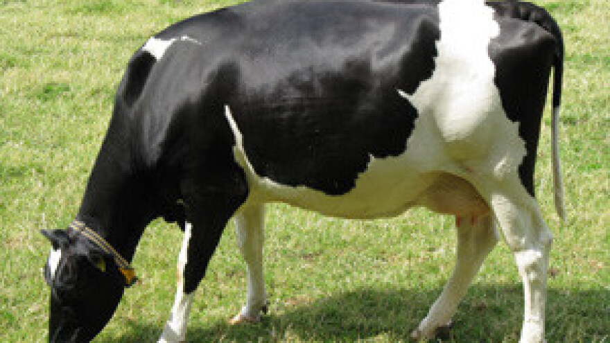 Promocija priručnika "Preporuke u hranidbi mliječnih krava"