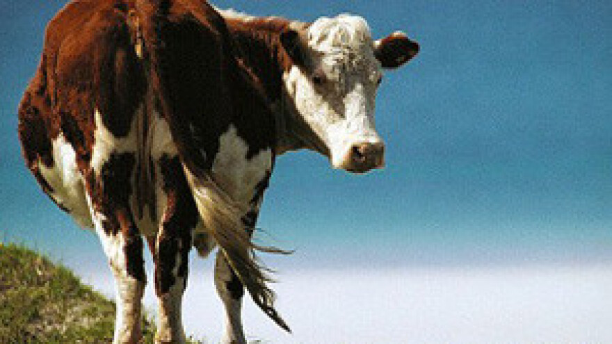 Dukat: domaće mljekare su pred kolapsom