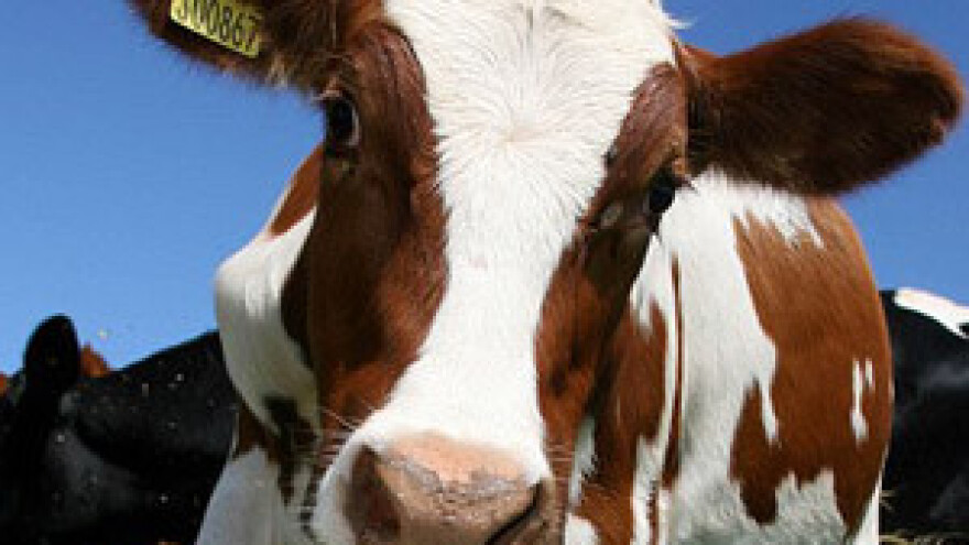 Britanski Salford gradi u Sinju najsuvremeniju mljekaru