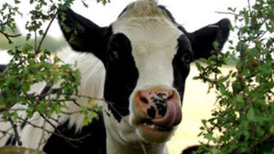 Priča belgijskog mljekara