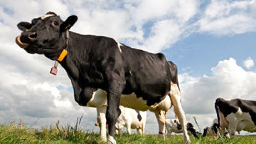 Rješenje za mljekare: punjenje mlijeka u "bag in box pakiranja"