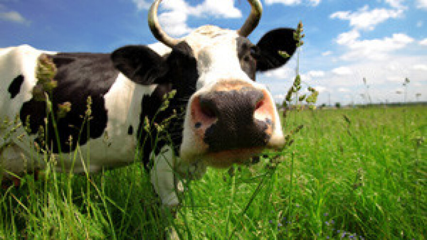 Pijemo sve skuplje mlijeko, a krave propadaju