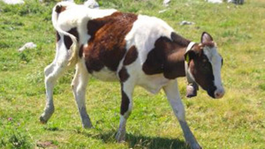 Stočna bolest Schmallenberg moguća prijetnja Europi