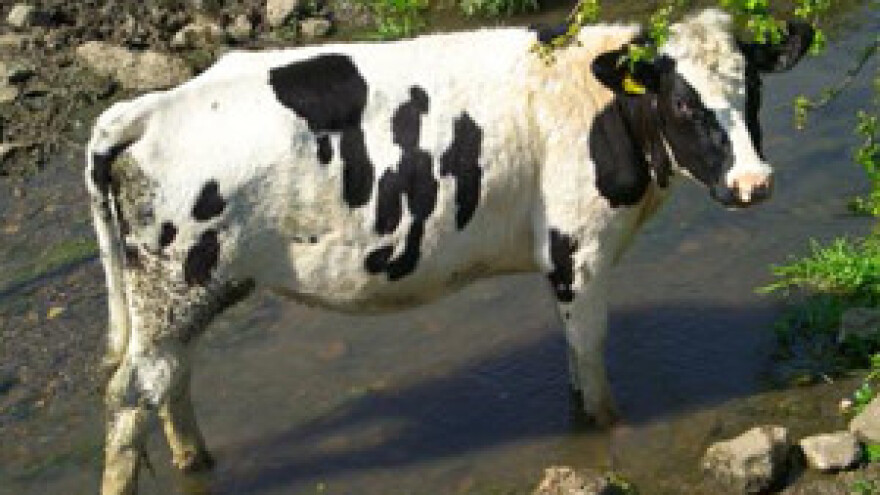 Novi slučaj kravljeg ludila zabilježen je SAD-u