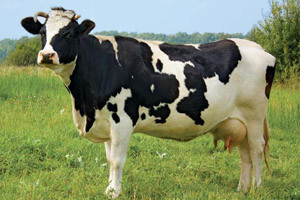 Novi pristup hranidbi junica Holstein pasmine