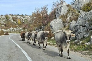 Nastavlja se genotipizacija gatačkog govečeta: Ispitat će još 135 grla