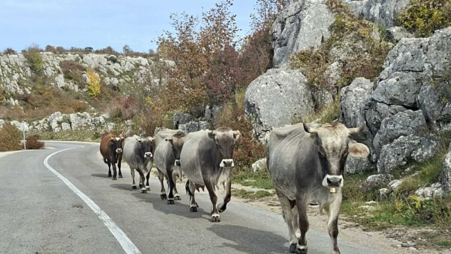 Nastavlja se genotipizacija gatačkog govečeta: Ispitat će još 135 grla
