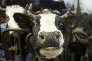 Skandal na mliječnoj farmi - mršave krave leže u mokraći i fekalijama
