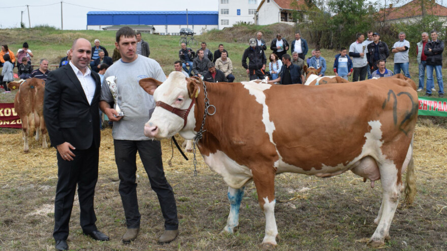 Krava Lara apsolutna šampionka na 39. Regionalnoj izložbi priplodnih grla
