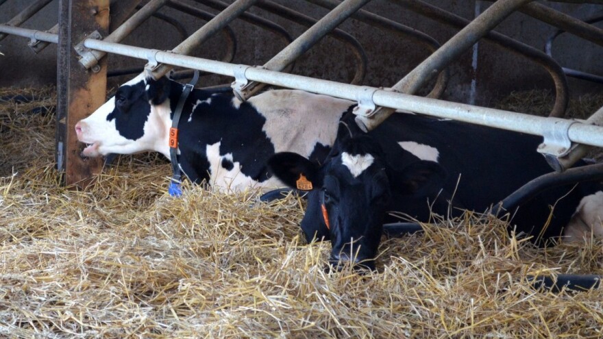 Još se stignete javiti na javni poziv za kupovinu steonih junica, produžen rok