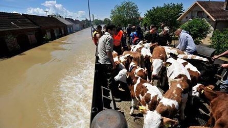 Kako u poplavama zbrinuti životinje?