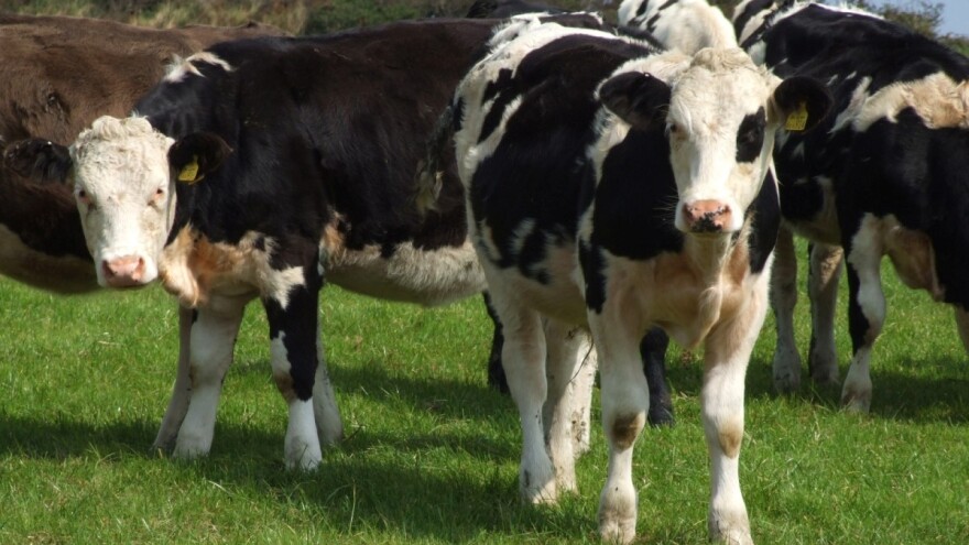 Saveti za dobru negu nogu kod krava