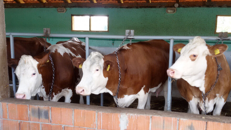 Nove subvencije stočarima: Za kravu i do 30.000 dinara