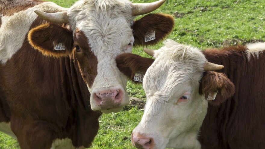 Proizvodnja mleka uz - laste