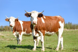 Jovo Stević uzgaja sretne krave, a farma mu je izgrađena po najsavremenijim standardima