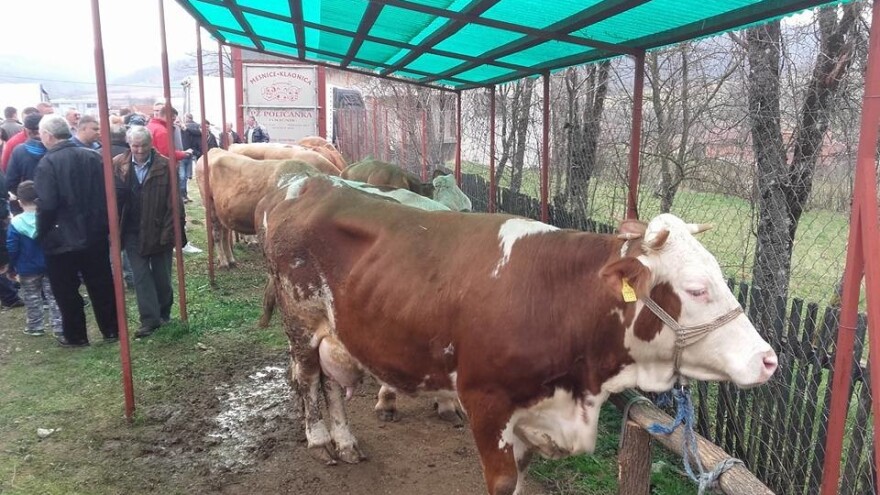 Broj krava u blagom porastu, isporuka mlijeka u rapidnom padu