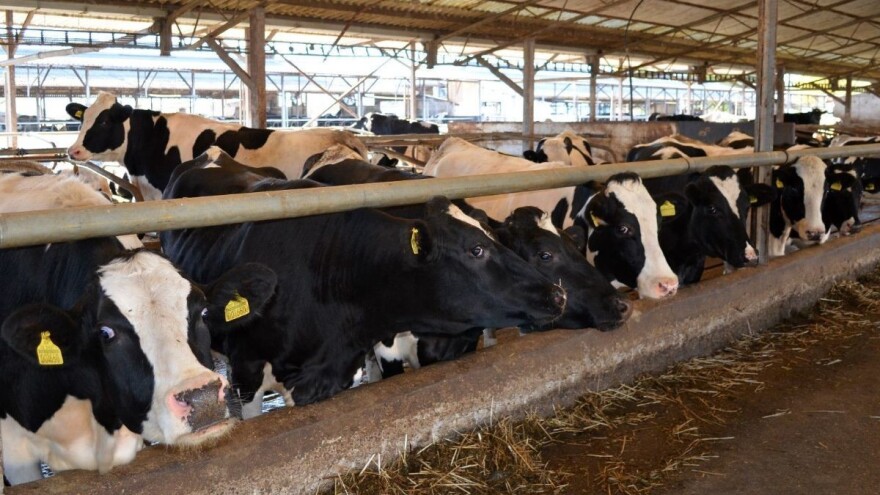 Hrvatsko stočarstvo i dalje bilježi pad - ovaj put nije najveći kod mliječnog govedarstva