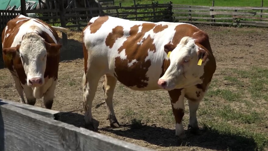 Stigle junice iz EU - proizvodit će novih osam miliona litara mlijeka