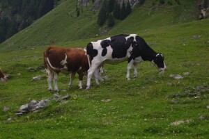 50. hrvatski i 10. međunarodni simpozij agronoma u Opatiji
