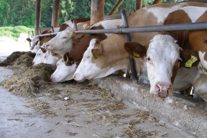 Kroz mjeru 5 pomoći će se poljoprivrednim gospodarstvima stradalim u potresu