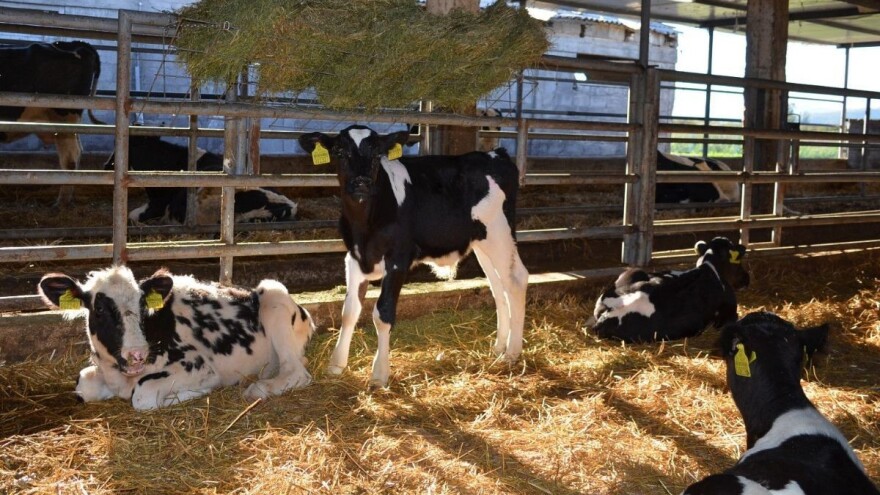 Zbog Covida i afričke svinjske kuge poljoprivrednicima 76 milijuna kuna potpora