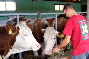 Veterinari popisuju brojno stanje životinja - trenutno preko 900.000 goveda