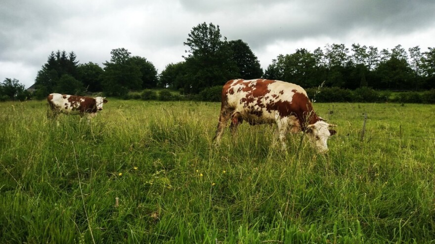 Jutarnja jesenja ispaša povećava rizik od pojave naduna buraga