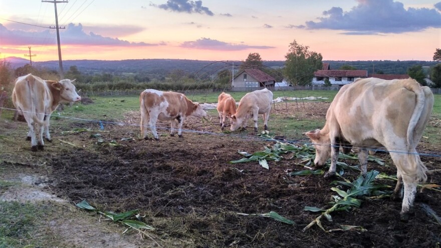 Za vitamin D važan boravak životinja napolju i dobro izbalansiran obrok