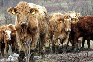 Krave gladuju i žive kao svinje