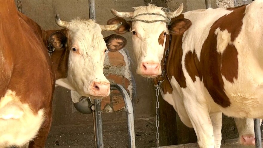 Situacija u stočarstvu neodrživa - predložene hitne mere