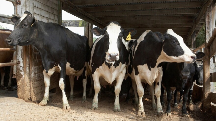 Povećanje potpora neophodno - najviše ugroženi proizvođači mesa?