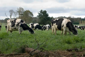 Nizozemska oduzima zemlju - stočari sele farme u okolne zemlje?