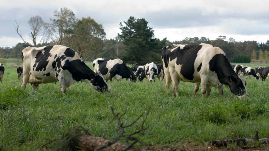 Nizozemska oduzima zemlju - stočari sele farme u okolne zemlje?