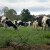 Nizozemska oduzima zemlju - stočari sele farme u okolne zemlje?