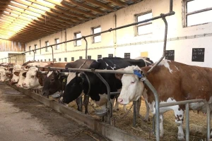 Cena repromaterijala raste, mleka ostaje ista, a stočari šire proizvodnju?