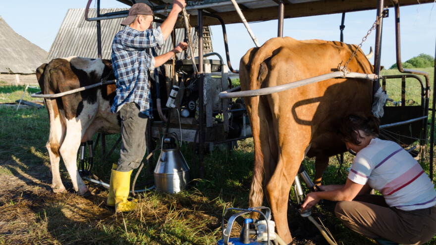 Stočari bankrotirali: Umesto više cene mleka, pomoć za setvu?