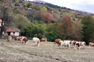 Izostala podrška opštine: Smanjuju broj krava, a kupci traže više mleka