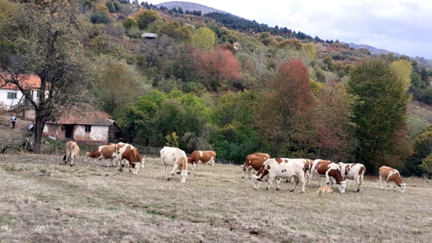 Izostala podrška opštine: Smanjuju broj krava, a kupci traže više mleka