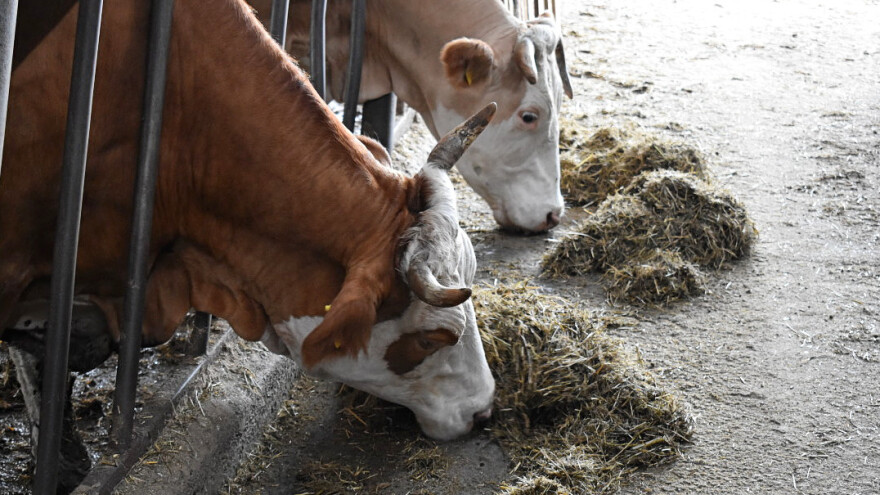 Kako sa jeftinijom stočnom hranom do dobre proizvodnje mleka i mesa?