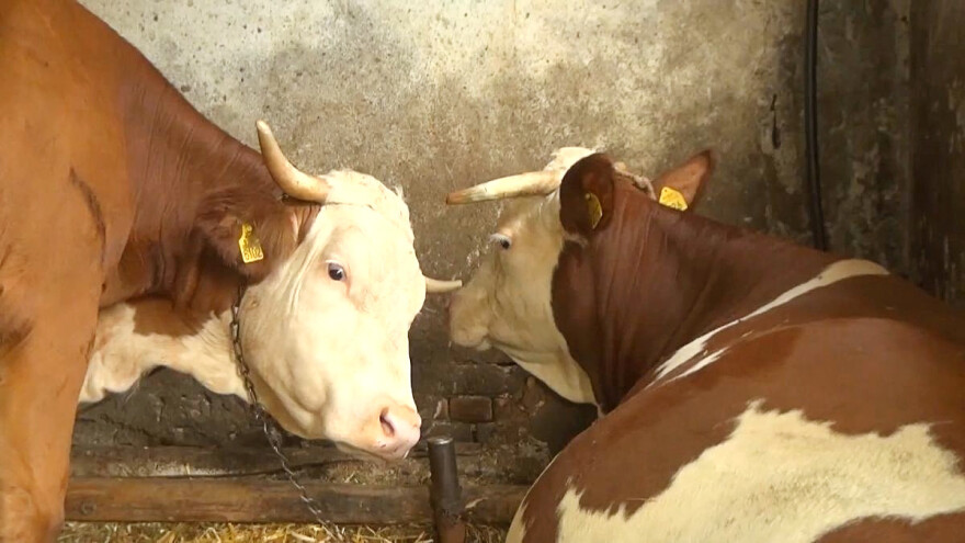 Isporuka kukuruza za uzgajivače mlečnih krava do kraja februara?